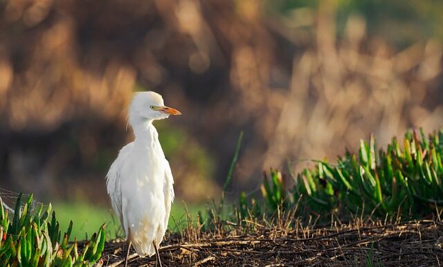 Czy mediator musi być prawnikiem?