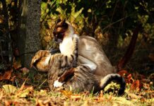 Jak inaczej powiedzieć na walkę?